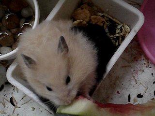 my syrian hamsters - belka and strelka