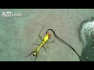 parasite inside a praying mantis