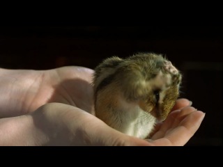 washing djungarian hamster in slow motion