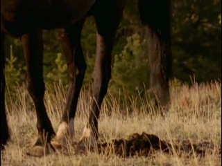 national geographic: magnificent horses / the noble horse (1999)