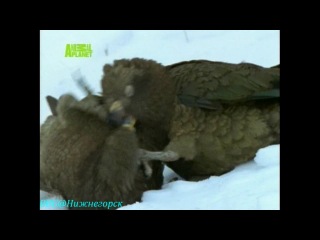 bbc "animals a to z: kea are the smartest birds in the world" (documentary, 2004)