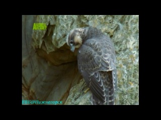 bbc "animals a to z: peregrine falcon - nature's best hunter" (documentary, 2003)