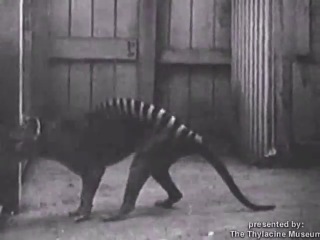 film recording of the life of an extinct marsupial wolf