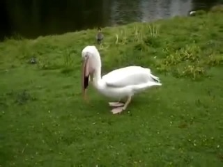 pelican eats a pigeon