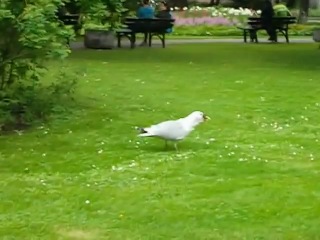 seagull eats a sparrow