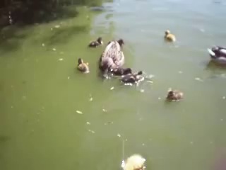 the fish eats the duck