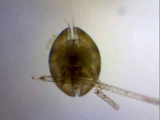 shellfish (ostracoda) x80