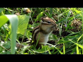 chipmunks