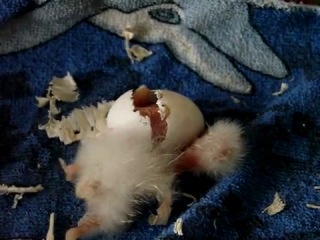 hatching of a kakariki chick.