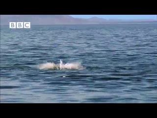 weird flying devil rays - earthflight (winged planet)