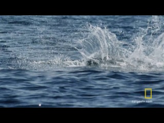 filming the movement of chilean devils off the coast of the bahia peninsula