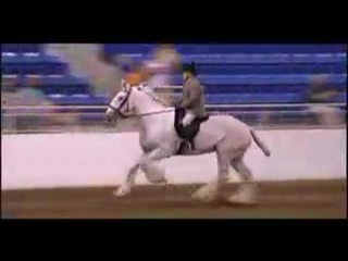 the largest horses in the world - shires (2)