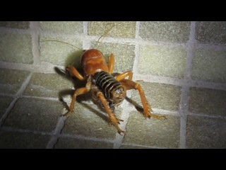 jerusalem cricket