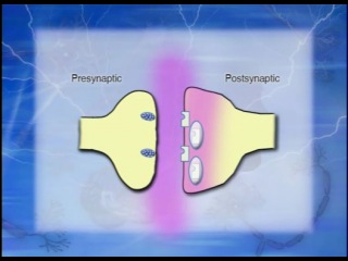 biology and human behavior 04