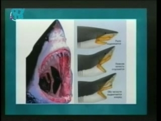 vertebrate zoology - 3. the oldest jaws in the world - sharks, rays, chimeras