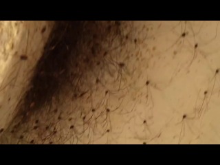 a closer look at the harvestmen spiders