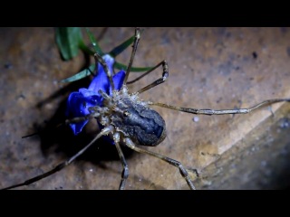 huge vegetarian harvestman eating a flower