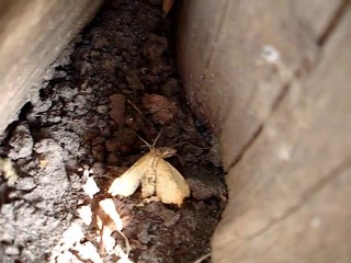 harvestman attacked the moth