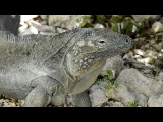 blue iguana recovery program