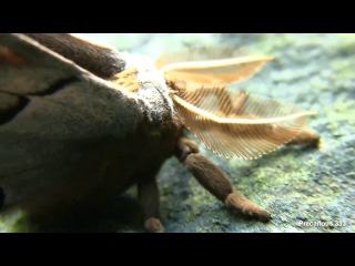 polyphemus moth (antheraea polyphemus)