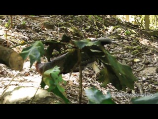 great argus pheasant harass the mouse deer