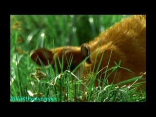 bbc mammal life (10) - food for thought (documentary, 2003)