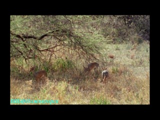 bbc "life of mammals (03) - herbivores" (documentary, 2002)