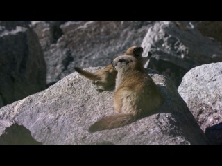 bbc: snow leopard: myths and reality / natural world: snow leopard - beyond the myth (2007)