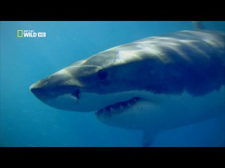 anatomy of the largest animals. great white sharks / animal autopsy. inside nature's giants. the great white sha