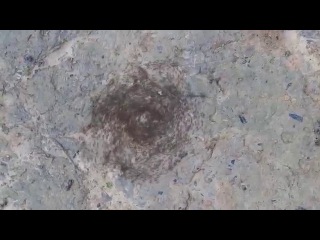 spiral ant vortex