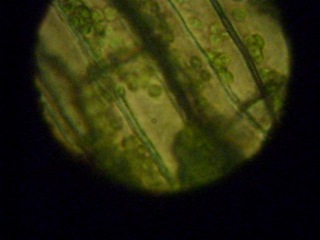 general cytology. workshop 10 12 13. cyclosis in the cells of the elodea leaf blade against the background of a m. andrievsky's story about drosophila)))