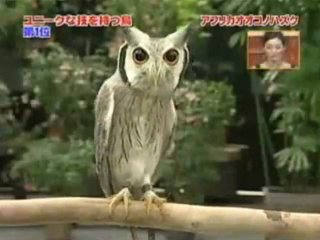 owl - transformer