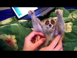 little slow loris