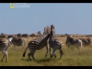 great migrations (series 4) race to the bottom. national geographic