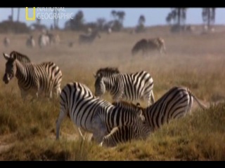 great migrations (series 6) rhythm of life. national geographic