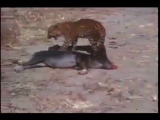 fight of a jackal and a small leopard