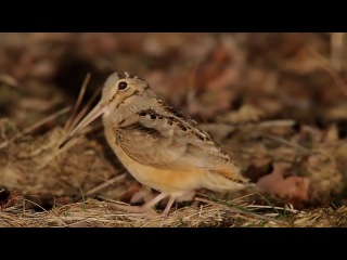 american woodcock (scolopax teen)