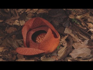 rafflesia arnoldii (rafflesia arnoldii) timelapse