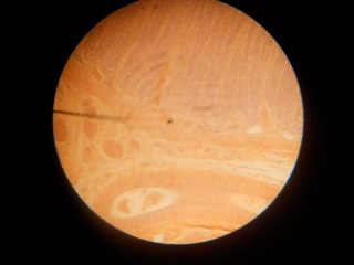 histology. dog stomach fundus