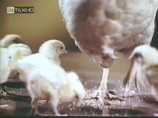 28-07-11 100500 the language of animals - dir.: felix sobolev, 1967 ussr, information. science, biology, languages