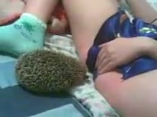 hedgehog doesn't want to lick